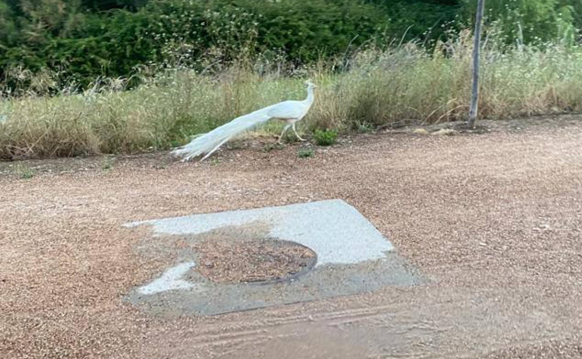 El pavo fugado por el parque del río en la margen izquierda. 