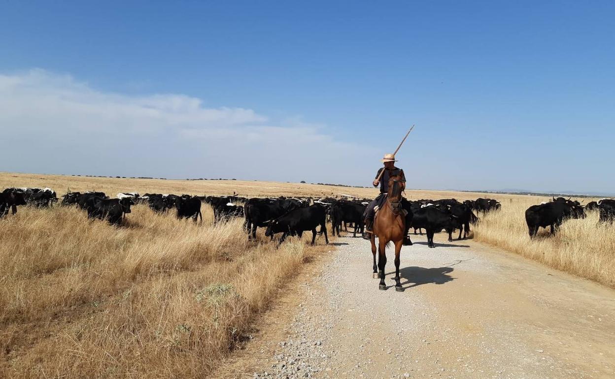 Convocadas las ayudas a la trashumancia a pie por vías agropecuarias