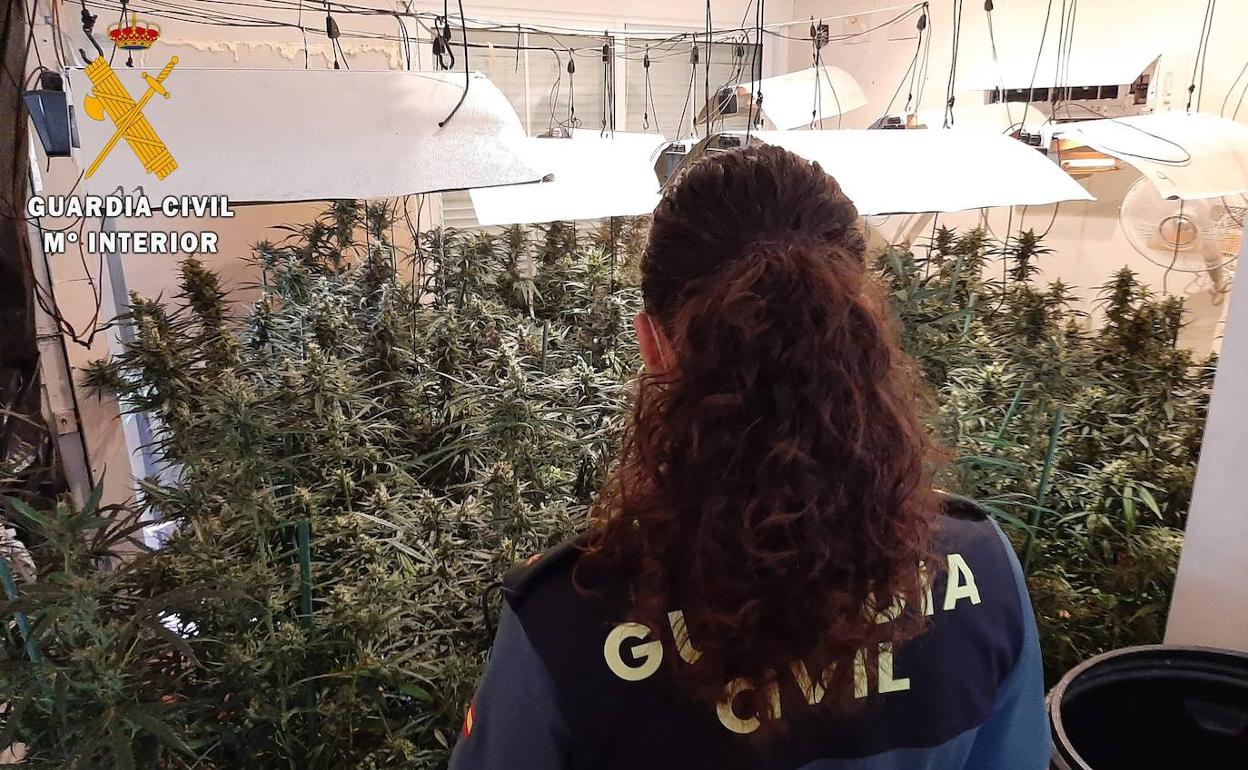 Tres detenidos por una plantación con 370 plantas de marihuana en Talavera la Real