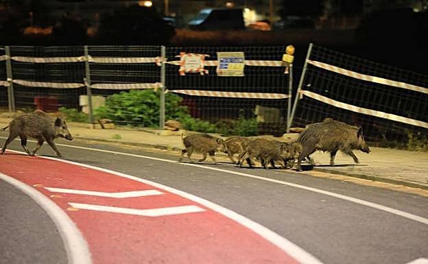 Jabalíes cruzan la calzada a la altura de la Universidad Laboral. 