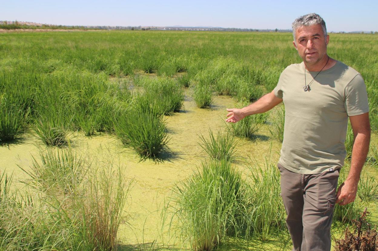 Juan Pedro Almodóvar muestra uno de los arrozales afectados. 