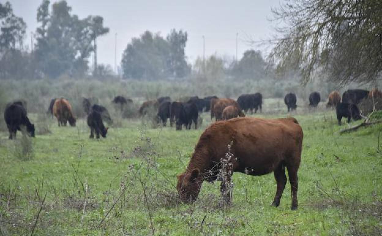 Ejemplares de vacuno de la raza angus.