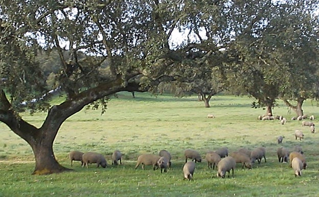 Imagen principal - El hambre desveló el crimen casi perfecto