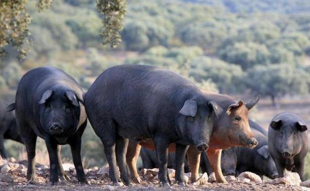 Cerdos ibércios en una dehesa extremeña. 