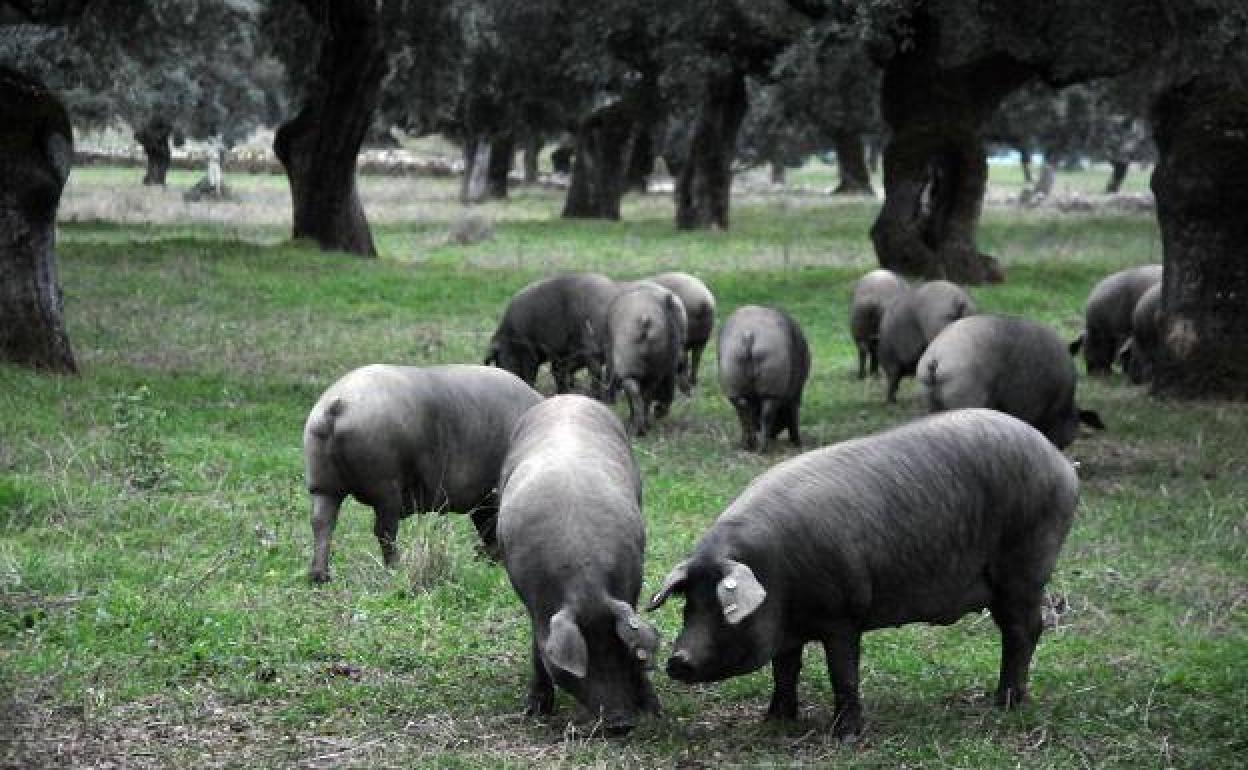 Cerdos ibéricos en una finca de Salvatierra de los Barros.