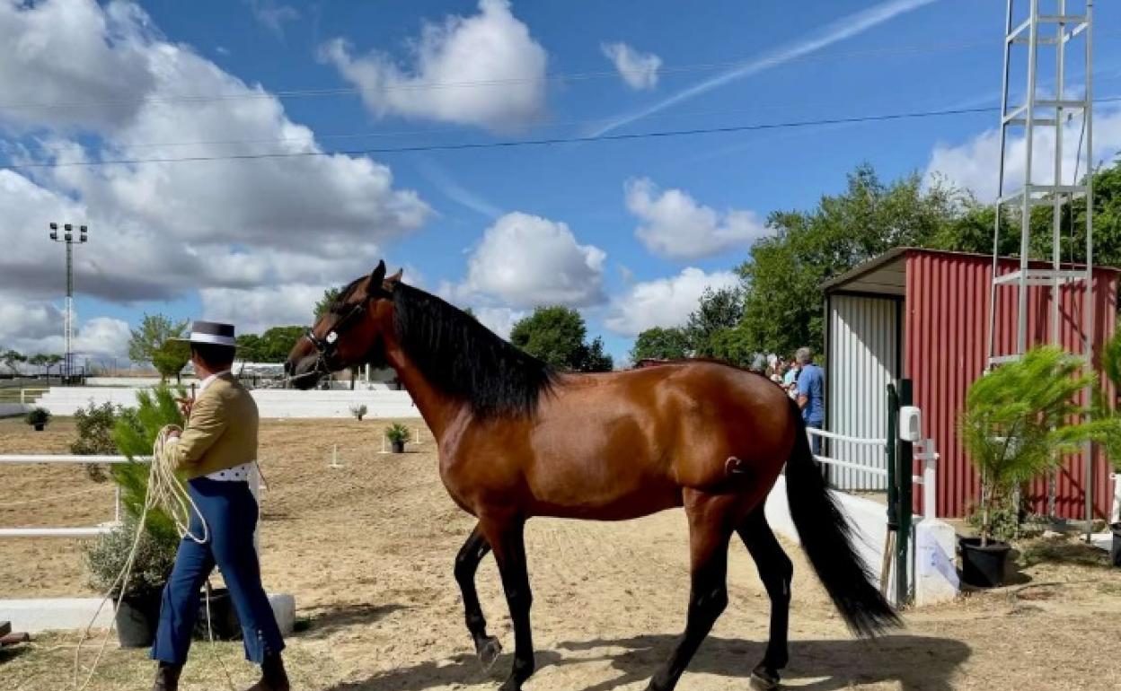 El XXII Salón del Caballo en Torrejoncillo ofrece exhibiciones y espectáculos hasta el domingo