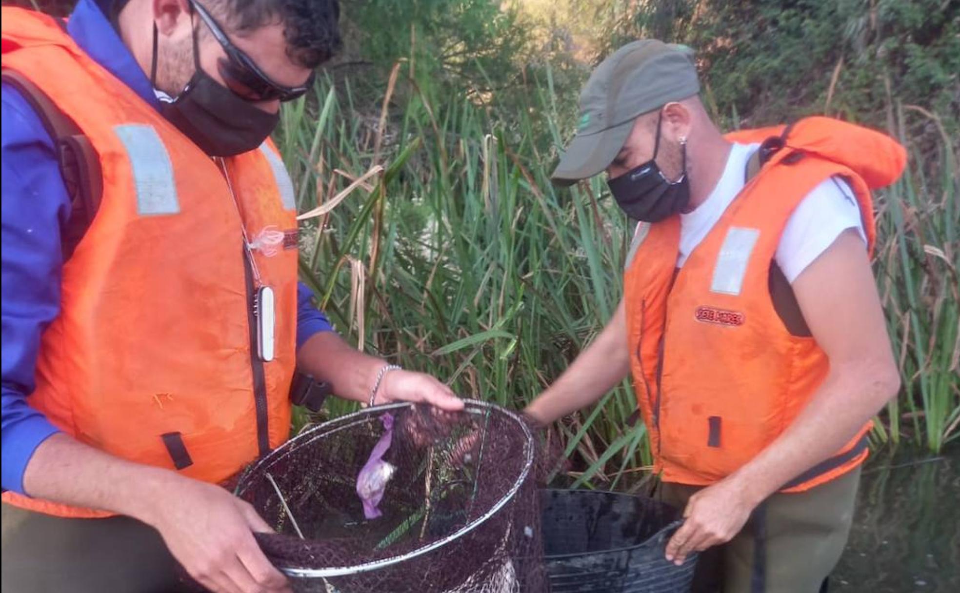 Captura de tortugas de Florida este verano en el Guadiana a su paso por Badajoz. 