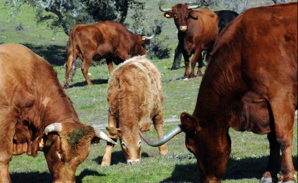 Vacas pastando en la finca Las Torrecillas, situada en San Pedro de Mérida.