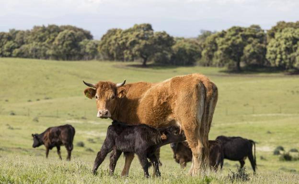 Ternero de angus mama de su madre en una finca cercana al Borbollón. 