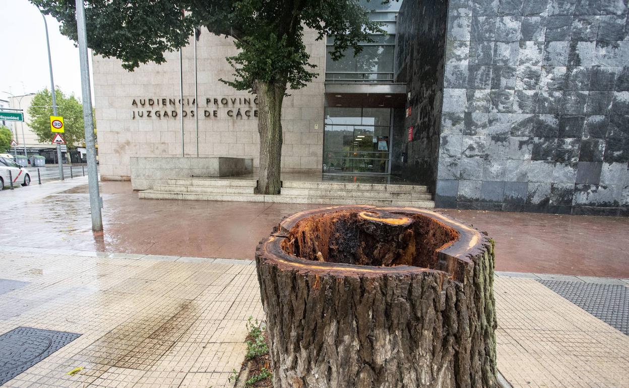 El olmo, enfermo de grafiosis, tenía unos 200 años. 
