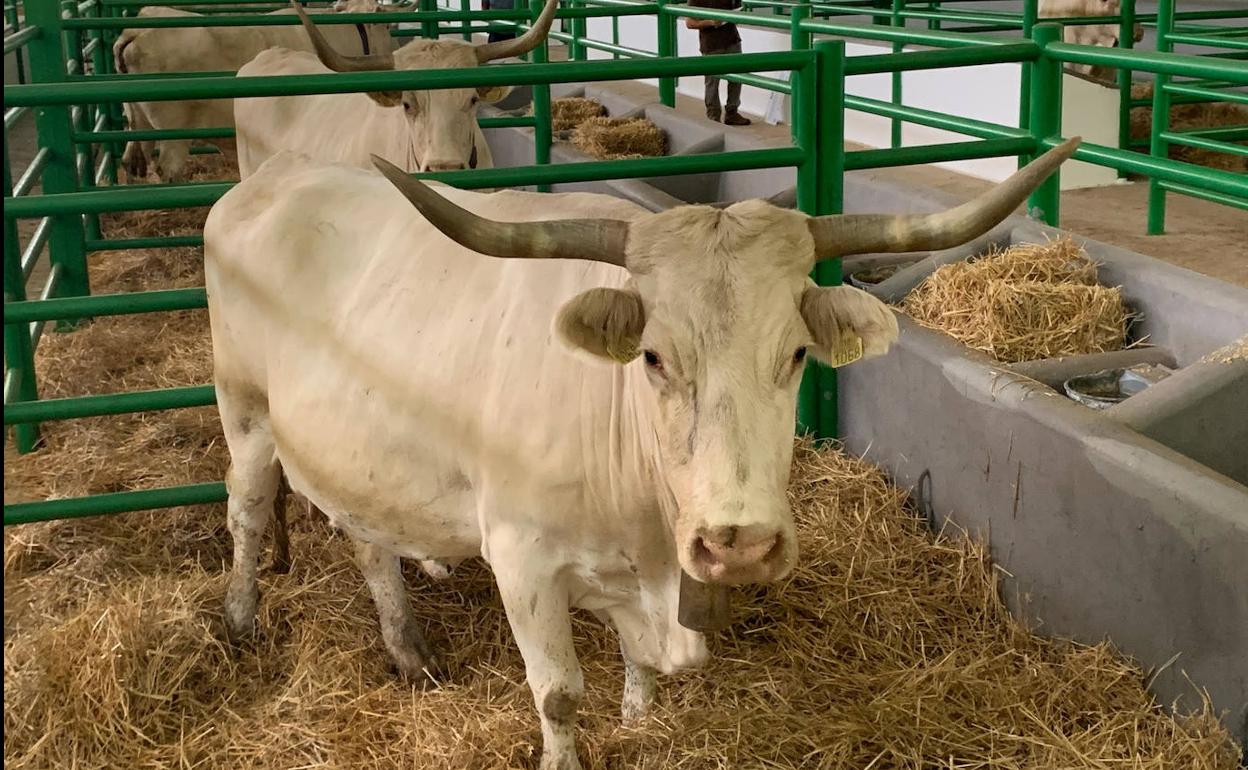 Almost 2,000 heads of cattle return to the warehouses of the Zafra Fair