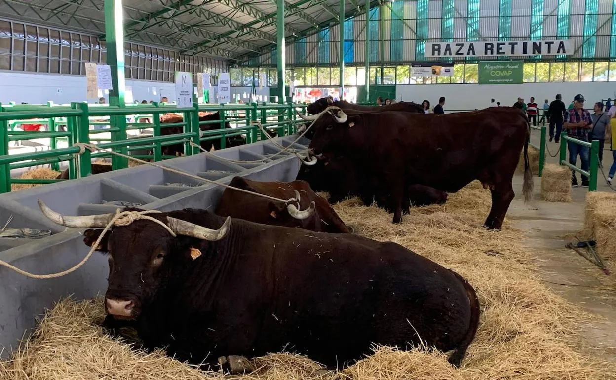 More than 150 agents will monitor the Zafra Livestock Fair