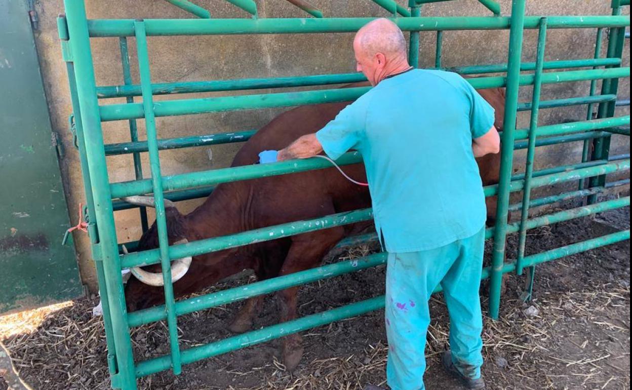 Un veterinario administra el primer pinchazo de la vacuna contra la lengua azul a una vaca la pasada semana en una una finca de Villanueva del Fresno. 