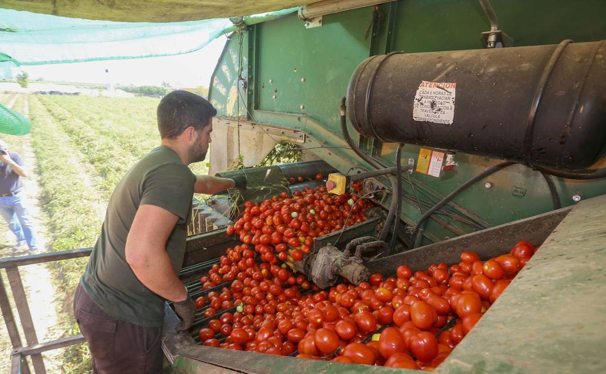 La fruta y las conservas de tomate son los productos que más peso tienen en las exportaciones. 