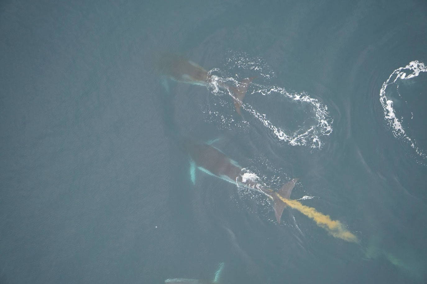 Una ballena Minke defeca frente a la península antártica.