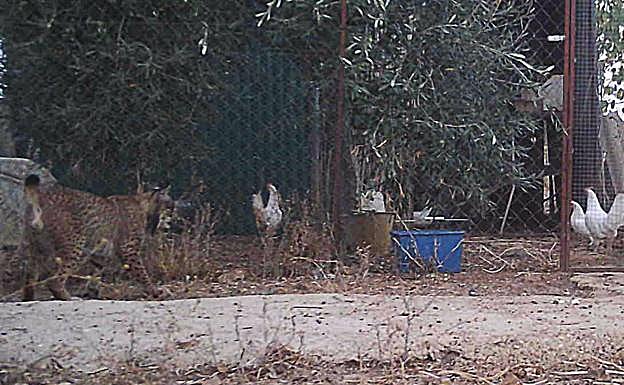 Imagen del lince captada de por una cámara instalada por los vecinos.
