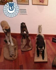 Imagen secundaria 2 - Exposición que tenía un particular de animales disecados e intervenida por la Policíía Municipal de Madrid