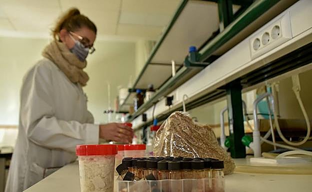 Análisis de muestra de bagazo. 