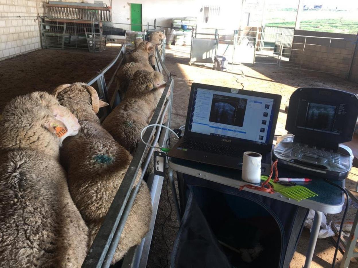 Carneros reproductores estabulados para someterse a una ecografía. 