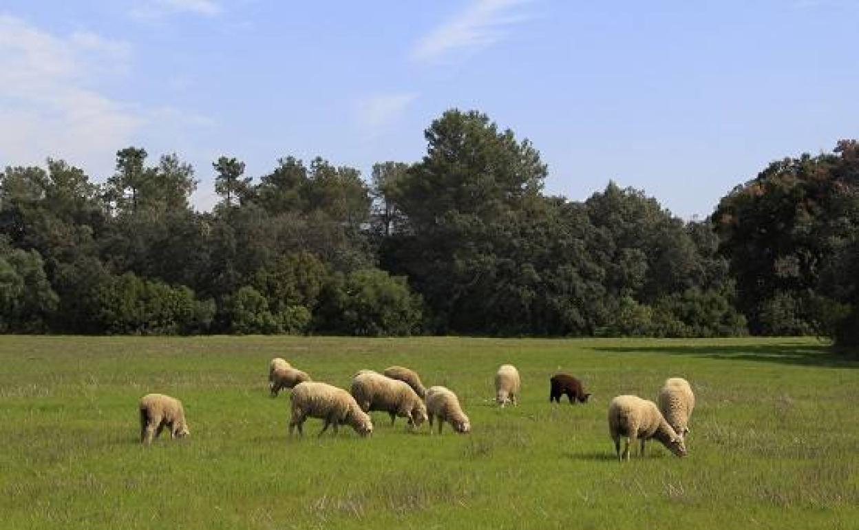 Ayudas de 1,5 millones de euros para agrupaciones de defensa sanitaria ganadera y apícola