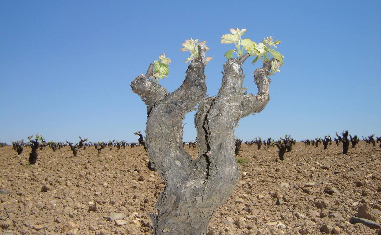Ribera del Guadiana convoca el primer concurso de poda en viñedo en Extremadura