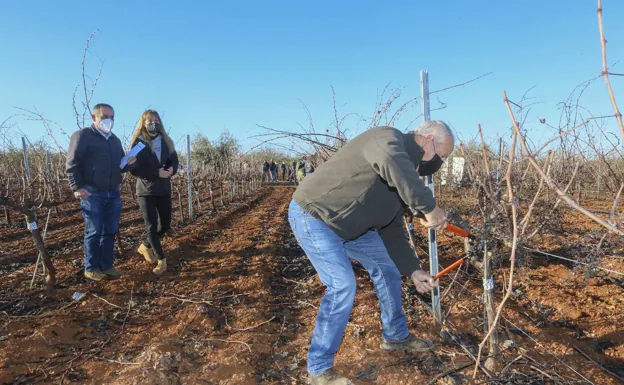 Francisco Durán, de Aceuchal, durante su poda dentro del concurso organizado por la DO Ribera del Guadiana,  en una bodega en el término de Mérida. 