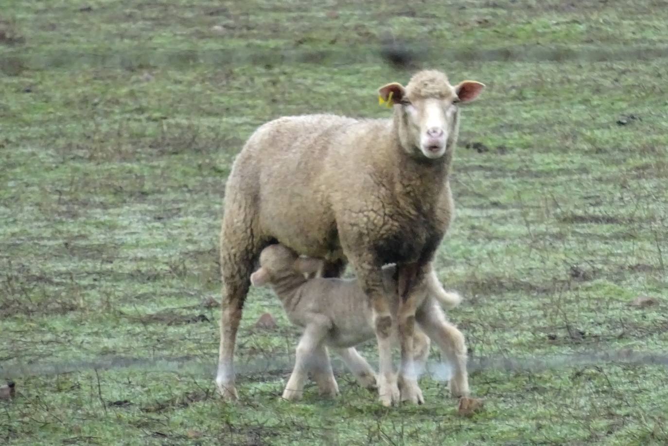 Ovejas conviviendo con paneles solares fotovoltaicos.