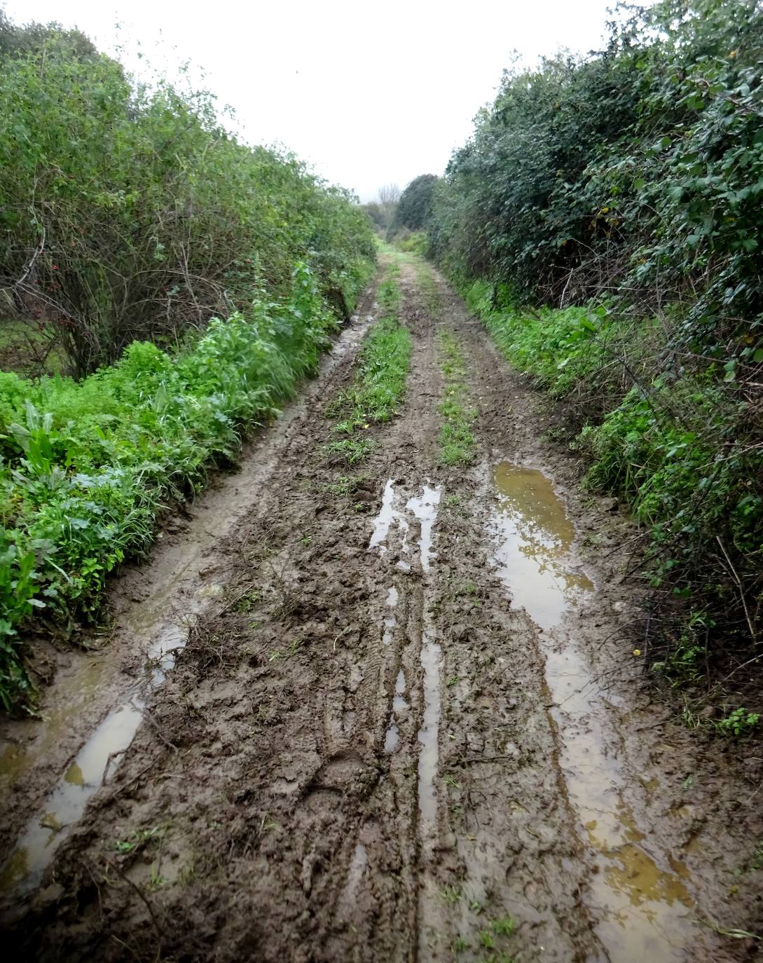 Hay zonas del Camino muy embarradas. 