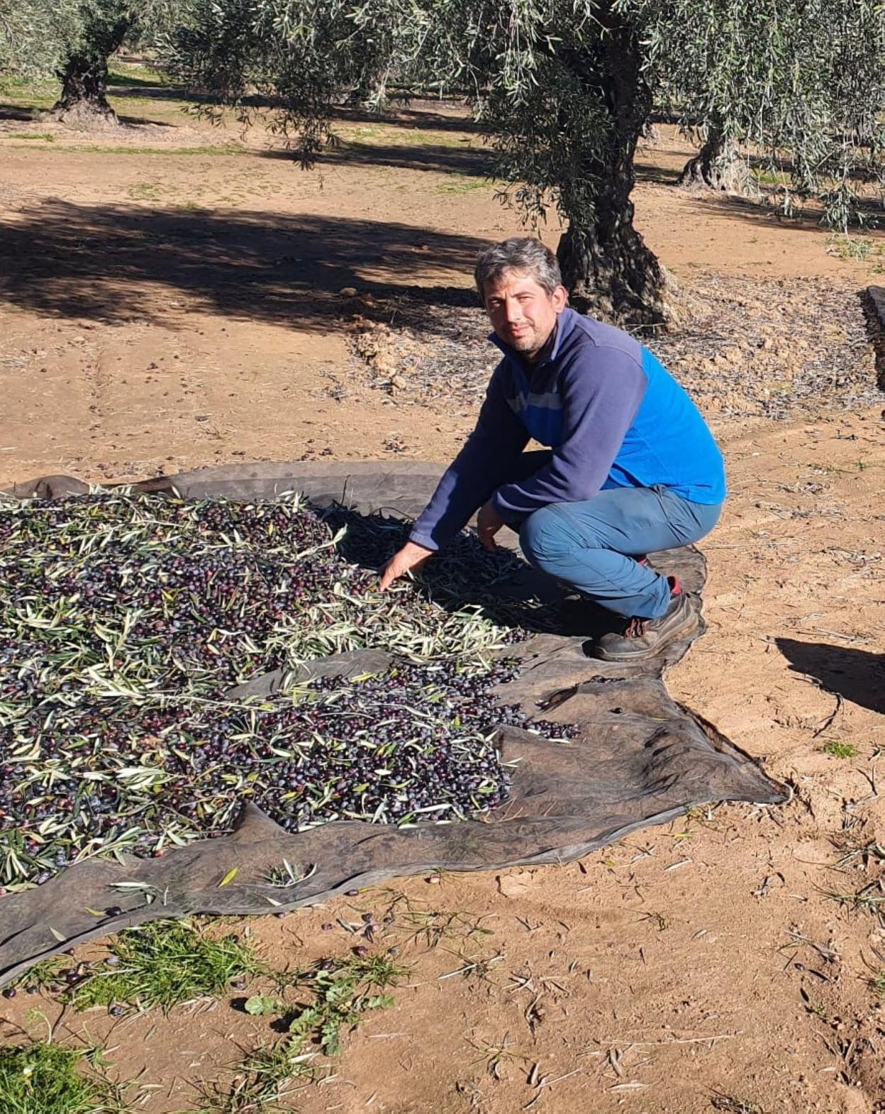 David Pecos en plena recogida de aceituna. 