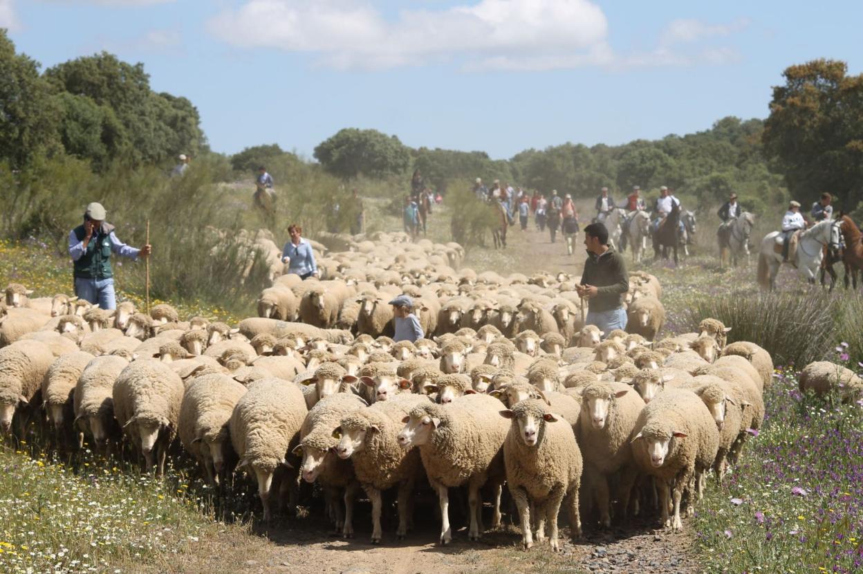 Un grupo de pastores dirige un rebaño de ovejas merinas. 