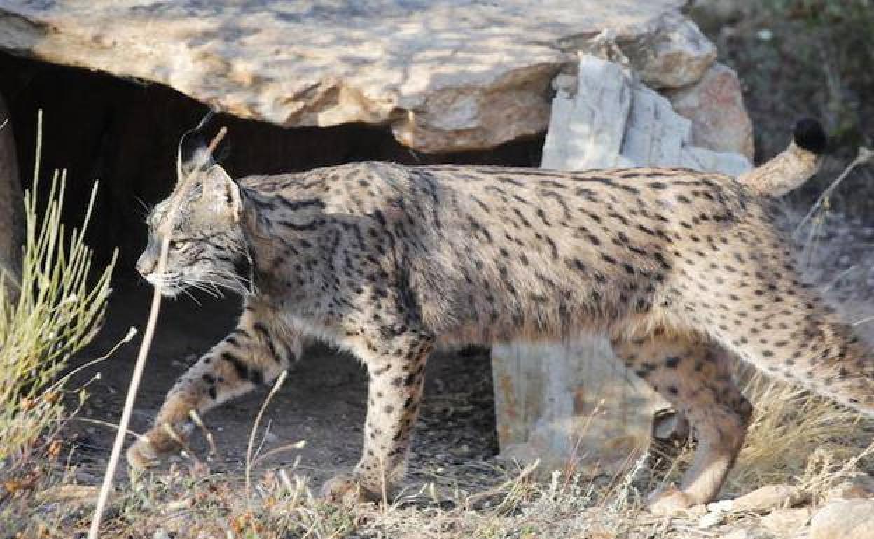 Lince ibérico. 