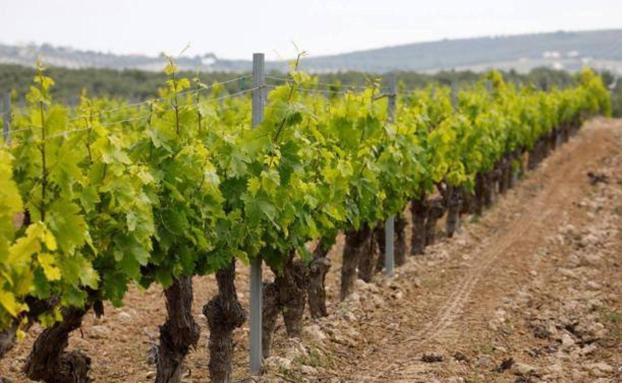 Imagen de archivo de un viñedo extremeño en la pasada campaña.