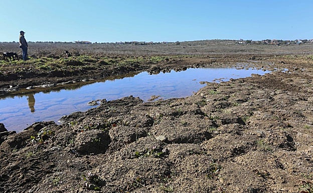 Cola del embalse de Alange. 