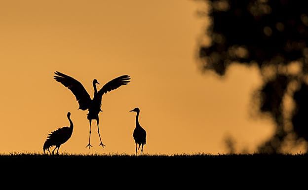 La foto 'Chinescas', de José Luis Barriga Rubio, es una de las finalistas en el 'Concurso Fotográfico Las Aves Silvestres' 