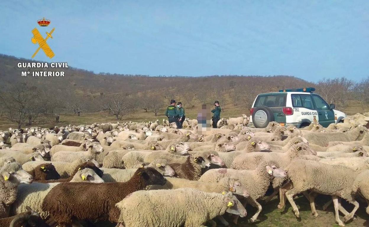 Sucesos en Extremadura: Roban 300 ovejas a dos ganaderos de Logrosán y Puebla de Alcocer