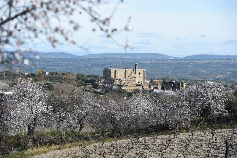 Fotos: Floración del almendro en la provincia de Cáceres