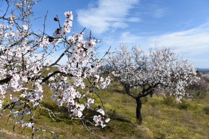 Fotos: Floración del almendro en la provincia de Cáceres