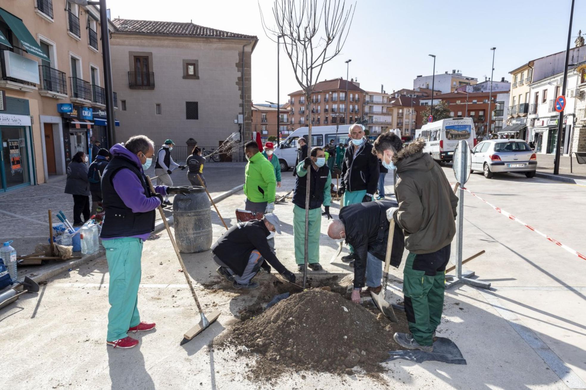 Plantación de ciruelos rojos en el entorno de la plaza del Obispo Amadeo. 