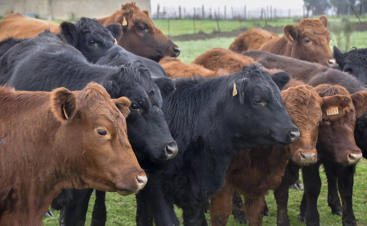 La raza angus en una finca en Badajoz.