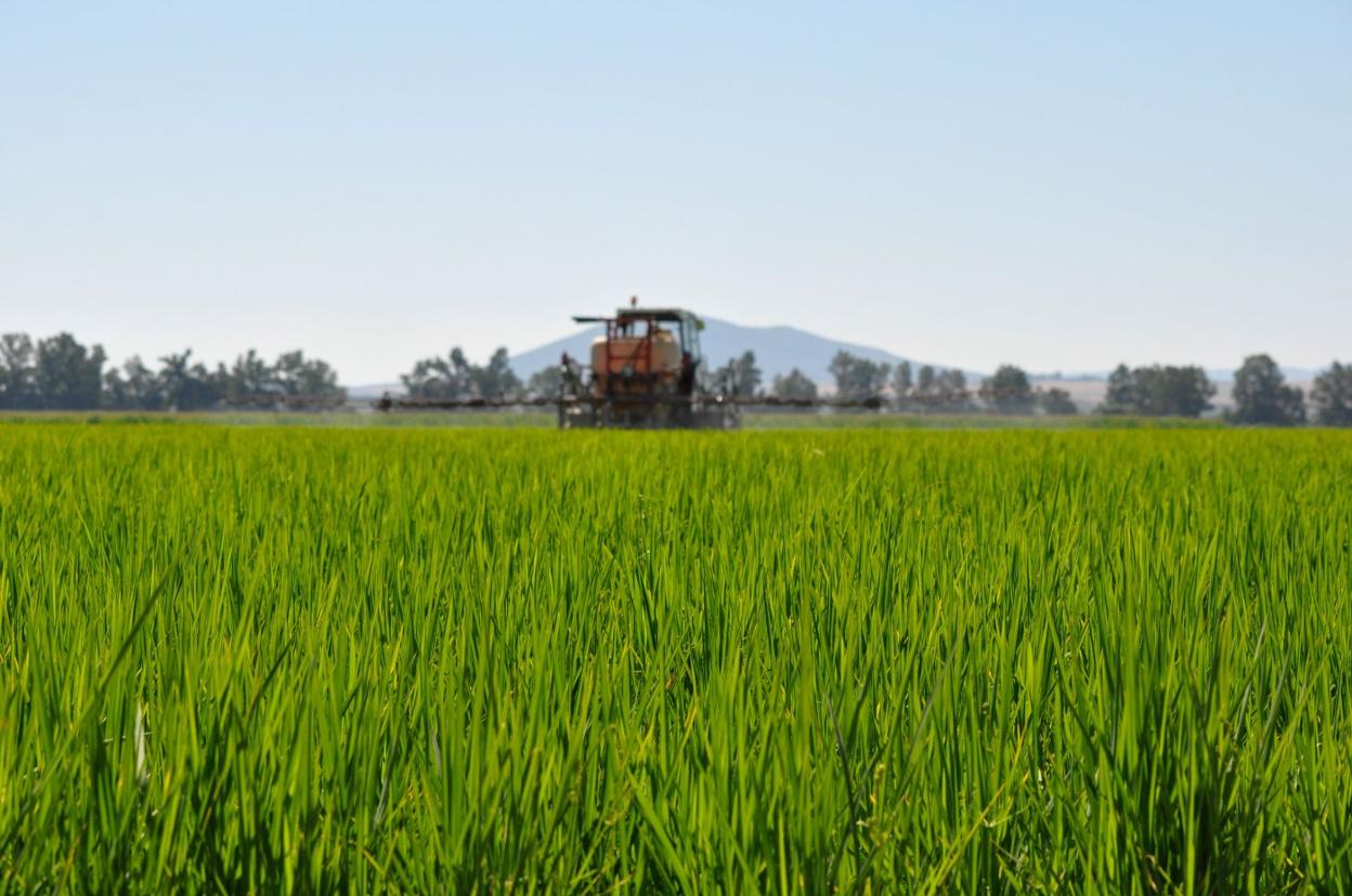 Cultivo de arroz en las Vegas del Guadiana. 