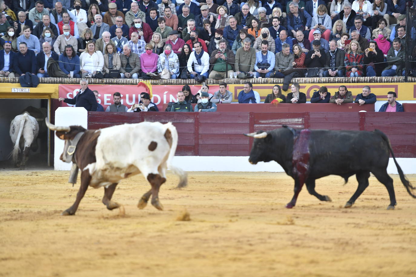 Fotos: En imágenes | La primera corrida de toros de Olivenza con Morante de la Puebla, El Juli y Emilio de Justo