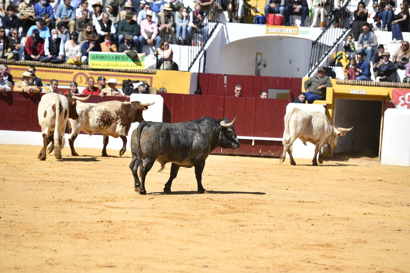 Fotos: La encerrona de Ferrera con seis toros de Victorino, en imágenes