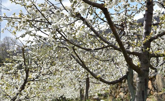 Cuándo y dónde ver este año el cerezo en flor en el Valle del Jerte