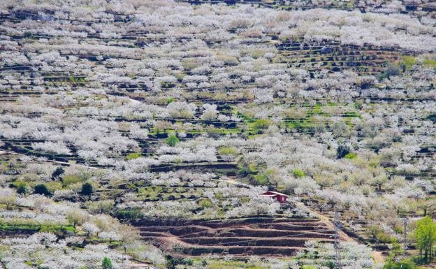 Valle del Jerte en floración el año pasado.