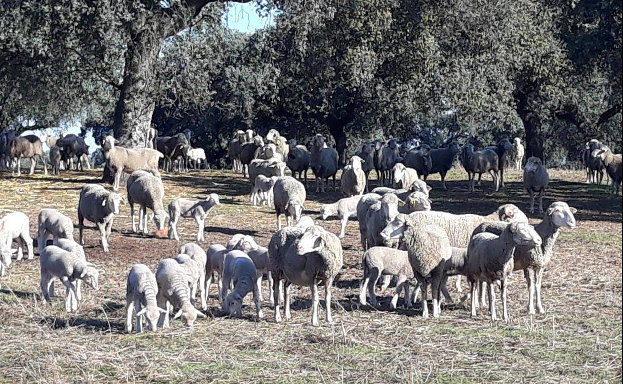 Control de rebaño de ovejas en la dehesa extremeña.