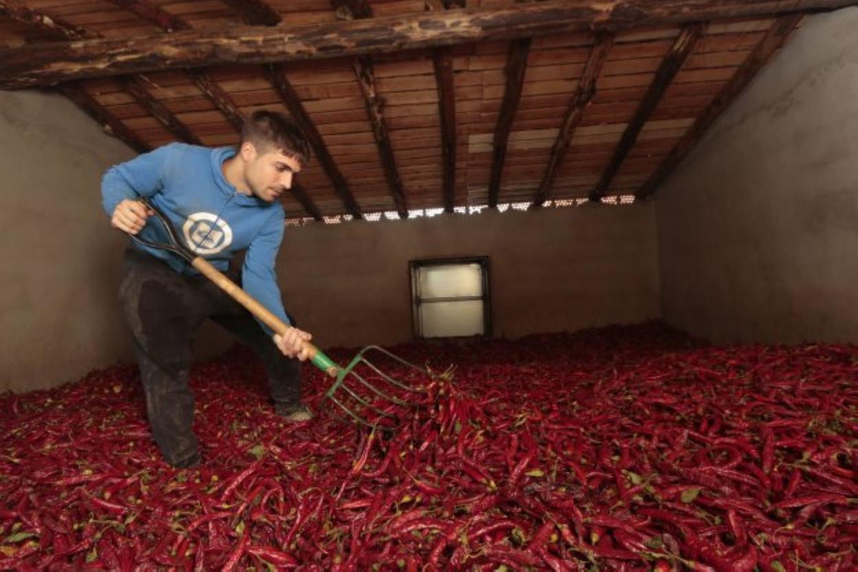 Secado de pimiento para pimentón.