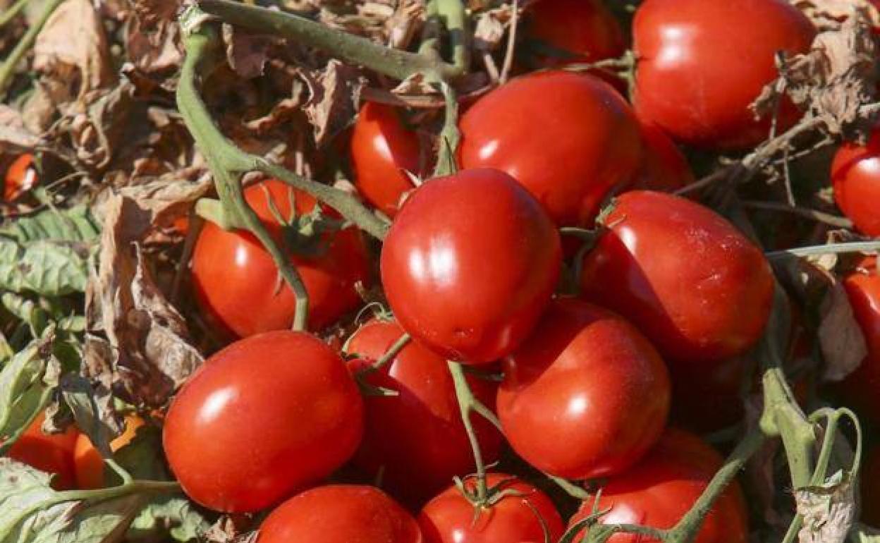 Cicytex participates in the World Industrial Tomato Congress