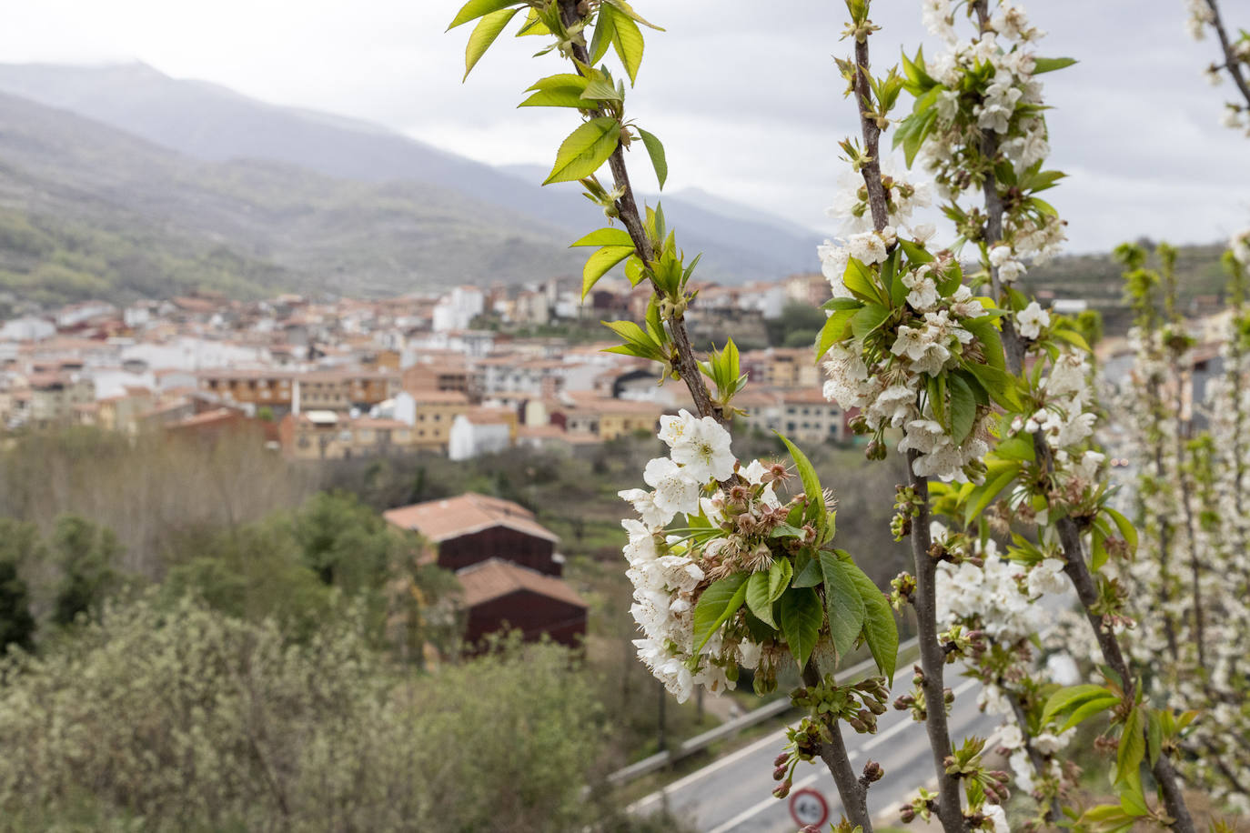 Localidad de Cabezuela del Valle ayer viernes por la mañana con un cerezo en flor en primer plano.