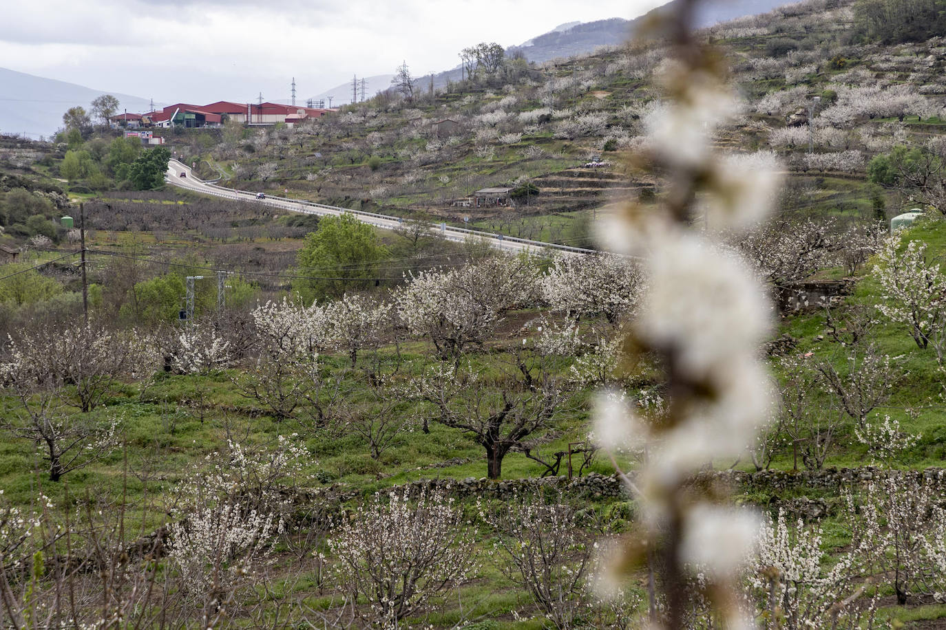 Localidad de Cabezuela del Valle ayer viernes por la mañana con un cerezo en flor en primer plano.