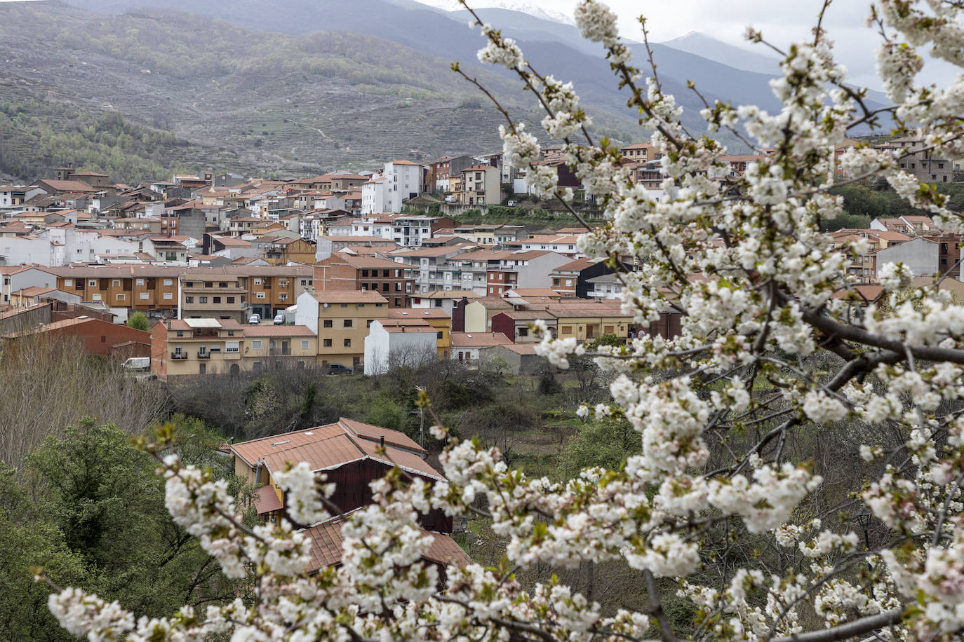 Localidad de Cabezuela del Valle ayer viernes por la mañana con un cerezo en flor en primer plano.
